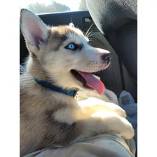 Cachorros Husky Siberiano