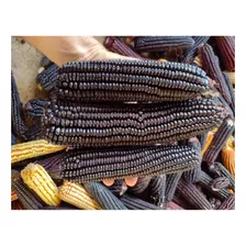 250 Sementes De Milho Preto - Milho Black Crioulo P/ Plantio