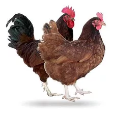 30 Huevos Fértil Garantizados, Rhode, Black, Andaluza