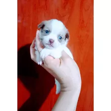Chihuahua Mini Macho 
