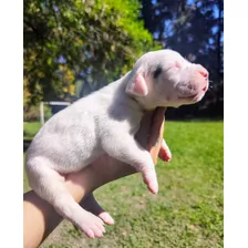 Dogo Argentino Hembra Fca Padres De La Cocha