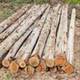 Tercera imagen para búsqueda de puntales madera