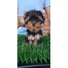 Hermosa Cachorra Yorkshire Terrier Con Pedigree 