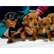 Cachorros Salchicha Teckel Mini