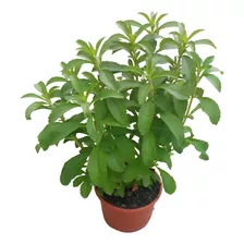 Planta Stevia Para Que Sirve Como Planta Medicinal