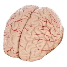 Cerebro Con Arterias Desarmable - Modelo Anatómico