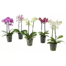 Super Promoção 12 Mudas Orquídea Phalaenopsis De Frio Vaso