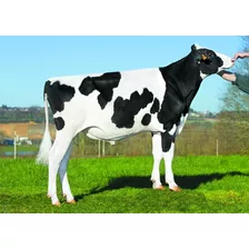 Semen Bovino Holstein - Lucky
