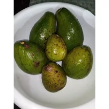 Venta De Aguacates