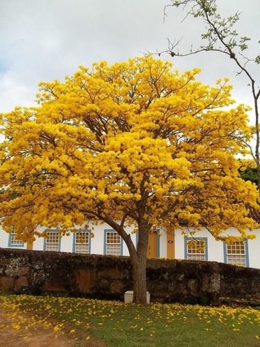 Lapacho Planta Tabebuhia Guayacan Original Arbol Flor Jardin