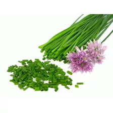 50 Sementes De Cebolinha Francesa Allium Schoenoprasum