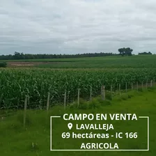 Campo Agricola Excelente En Lavalleja. 69 Hectáreas. Sobre Ruta