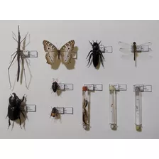 Insectos Disecados