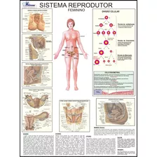 Mapa Livro Gigante Do Sistema Reprodutor Feminino Humano - Medindo 1.2m X 90cm Dobrado - Ideal Para Estudos De Medicina Enfermagem E Fisioterapia - Cursinho Vestibular E Faculdade - Equipe Multivendas
