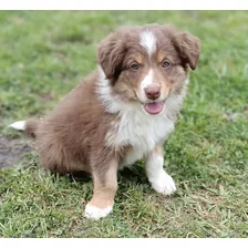 Cachorros Border Collie Machos Disponibles !!! 