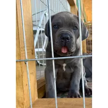 Cachorra Cane Corso Inscrita