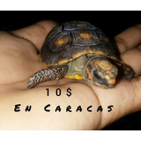 Tortugas Morrocoy Crías