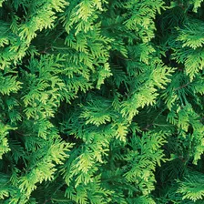 Papel De Parede Plantas Verde Efeito 3d Tuia Hilandesa 3m
