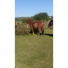 Caballo Peruano De Paso Con Pedigre