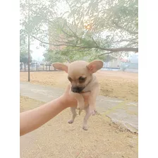 Perrito Cachorros Mini Pequines / Chihuahua En Valencia