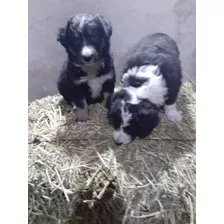 Cachorros Border Collie 