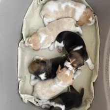 Cachorros Beagle Machos Y Hembras Disponibles, Paraentregaya