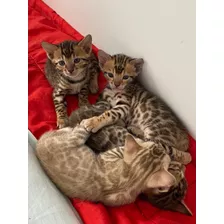 Prodigioso Bengalíes Prestigio Gatos Linaje Exclusivo