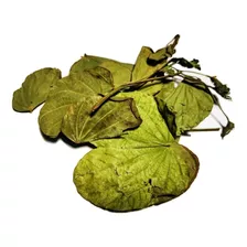 500gr Hojas De Pata De Vaca O Bauhinia Forficata Orgánica