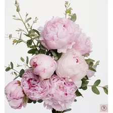 Risomas De Hermosas Peonias Blancas, Rosa, Jaspeadas, Burdeo