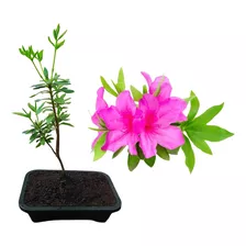 Bonsai De Azaléia Rosa - Mudas Já Plantadas No Vaso