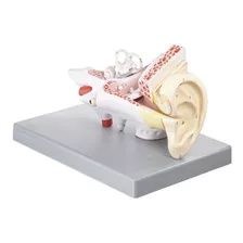  Humano Del Oído Modelo, 3 Piezas, 2 Veces Su Tamaño Natural