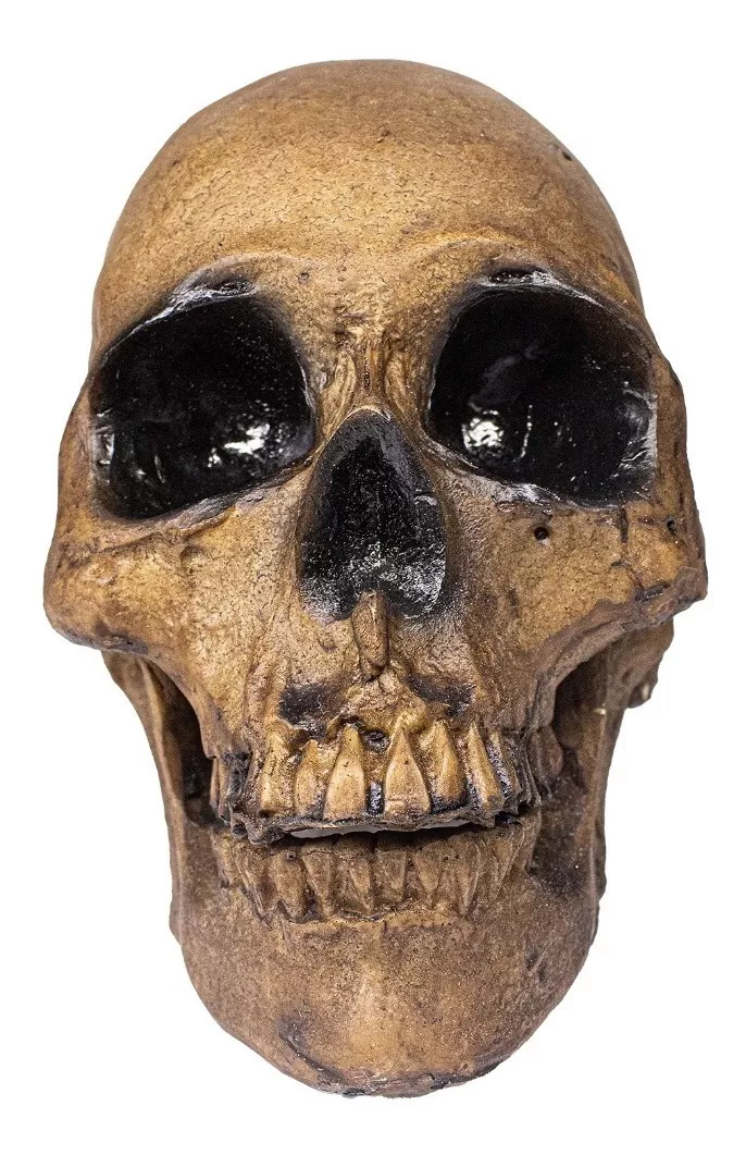 Cráneo Humano De Resina, Mandíbula Articulada Para Santería