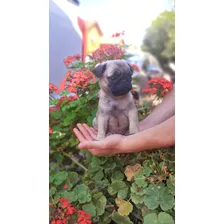 Mini Pug Cachorros Macho Y Hembra Maravillosos!!