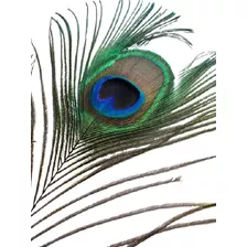 Plumas De Pavo Real X20u Naturales