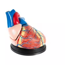 Modelo Anatomico Corazon 23x23x25 Cm