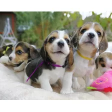 Maravillosos Cachorros Beagle Tricolor 