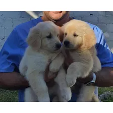 Hermosos Cachorros Golden Retriever