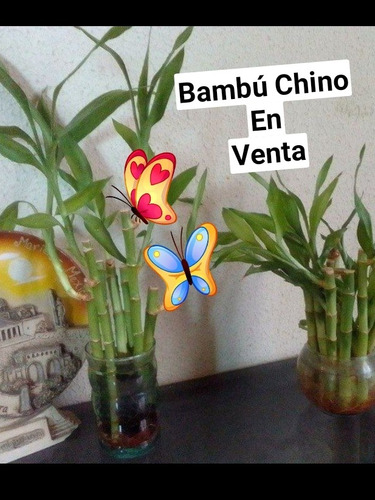 Bambú, Decora, Alegría, Felicidad,  Suerte 5 X1verd