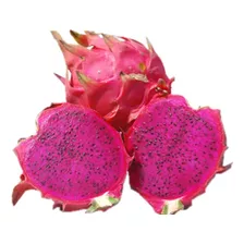 5 Mudas De Pitaya Polpa Rosa ( Ramos )