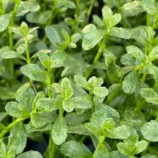 Bacopa Monnieri Varieged Plantas Para Acuario