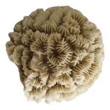 Coral Marino Blanco De Resina 9 X 10 Cm