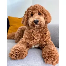 Cachorros Goldendoodle