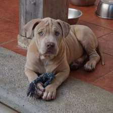 Cachorro American Bully Xl Merle Macho