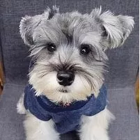 Schnaucer, Schnauzer