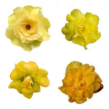 18 Sementes Rosa Do Deserto Kit Amarelas (mistas) Adenium