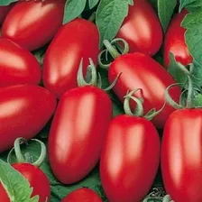 1.100 Sementes Tomate Italiano Molho + Brinde