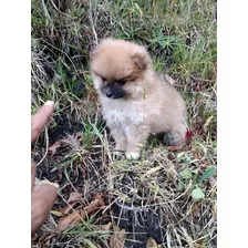  Pomerania Miniatura Machito Carita De Oso Ruso