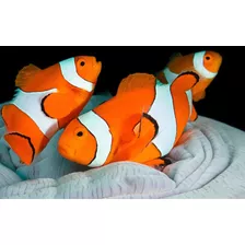 Pez Payaso Nemo - Amphiprion Ocellaris - Acuario Marino Reef