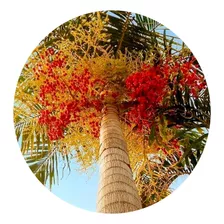 100 Sementes De Palmeira Carpentária (carpentaria Acuminata)