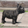 Tercera imagen para búsqueda de bulldog frances